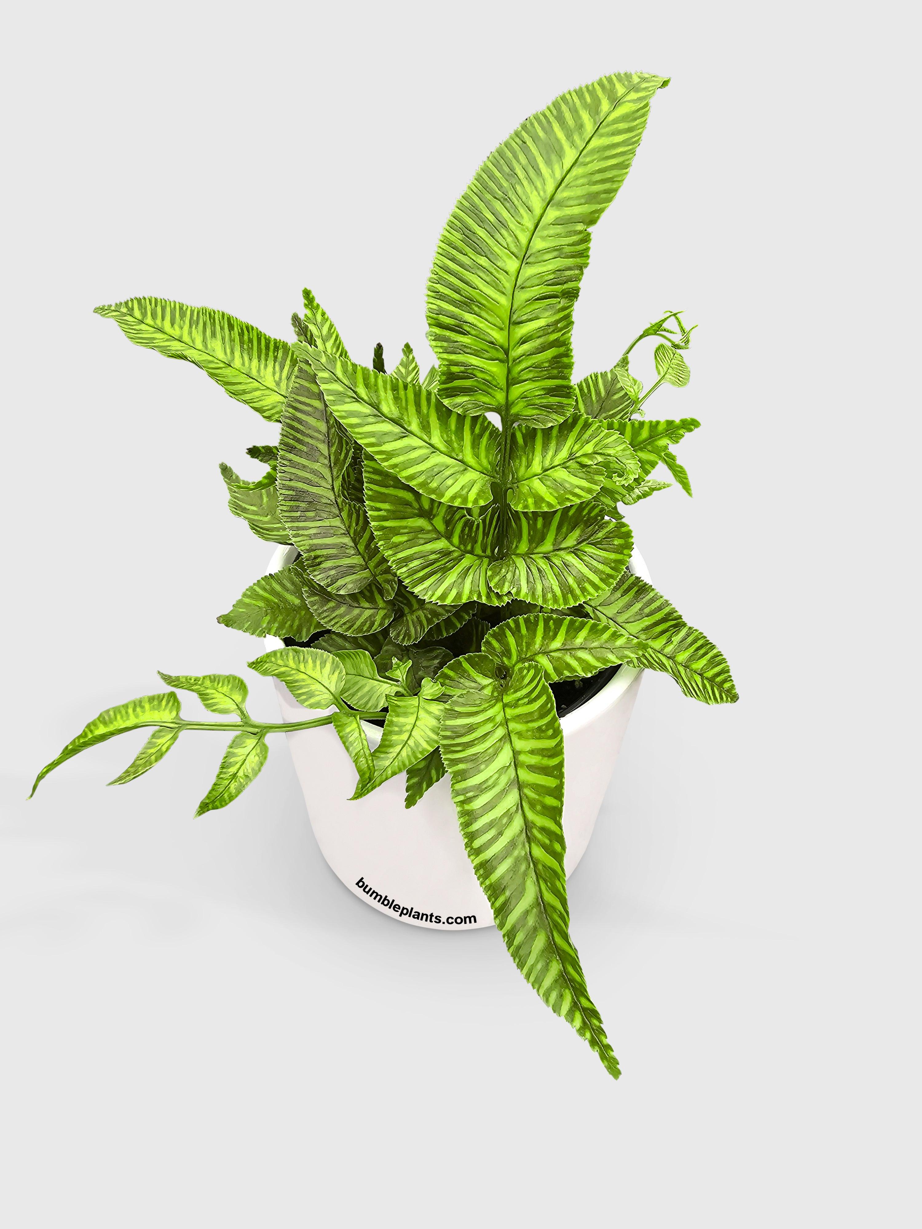 Bumble Plants Striped Golden Zebra Bamboo Fern