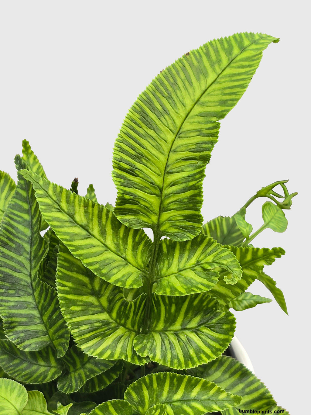 Bumble Plants Striped Golden Zebra Bamboo Fern