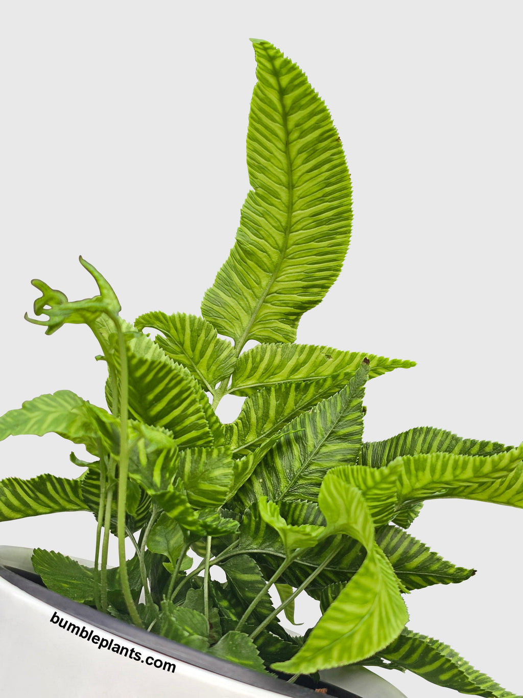 Bumble Plants Striped Golden Zebra Bamboo Fern