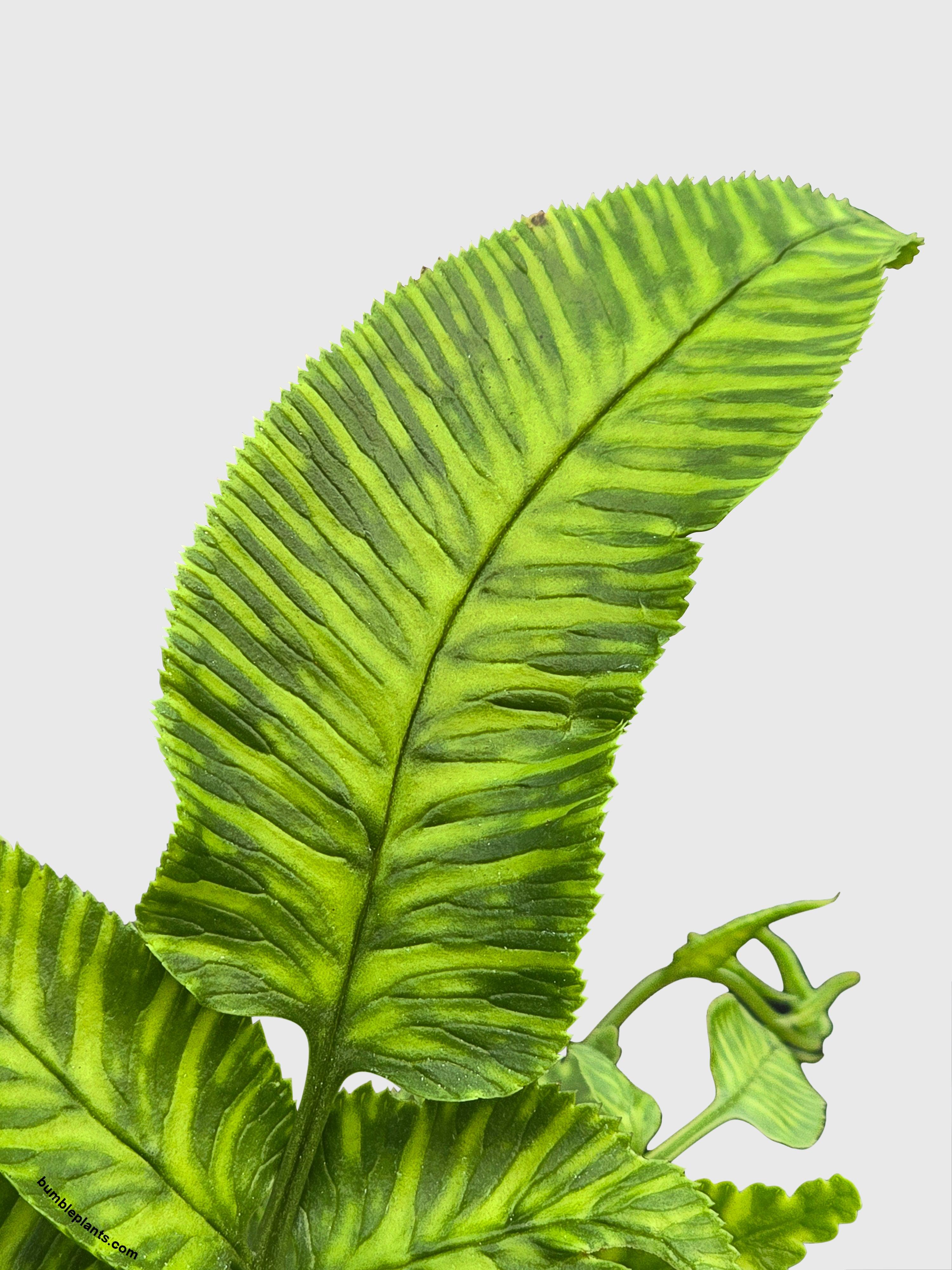 Bumble Plants Striped Golden Zebra Bamboo Fern