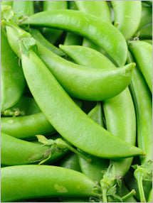 Seattle Seed Company Peas - Sugar Snap | Heirloom Boulevard