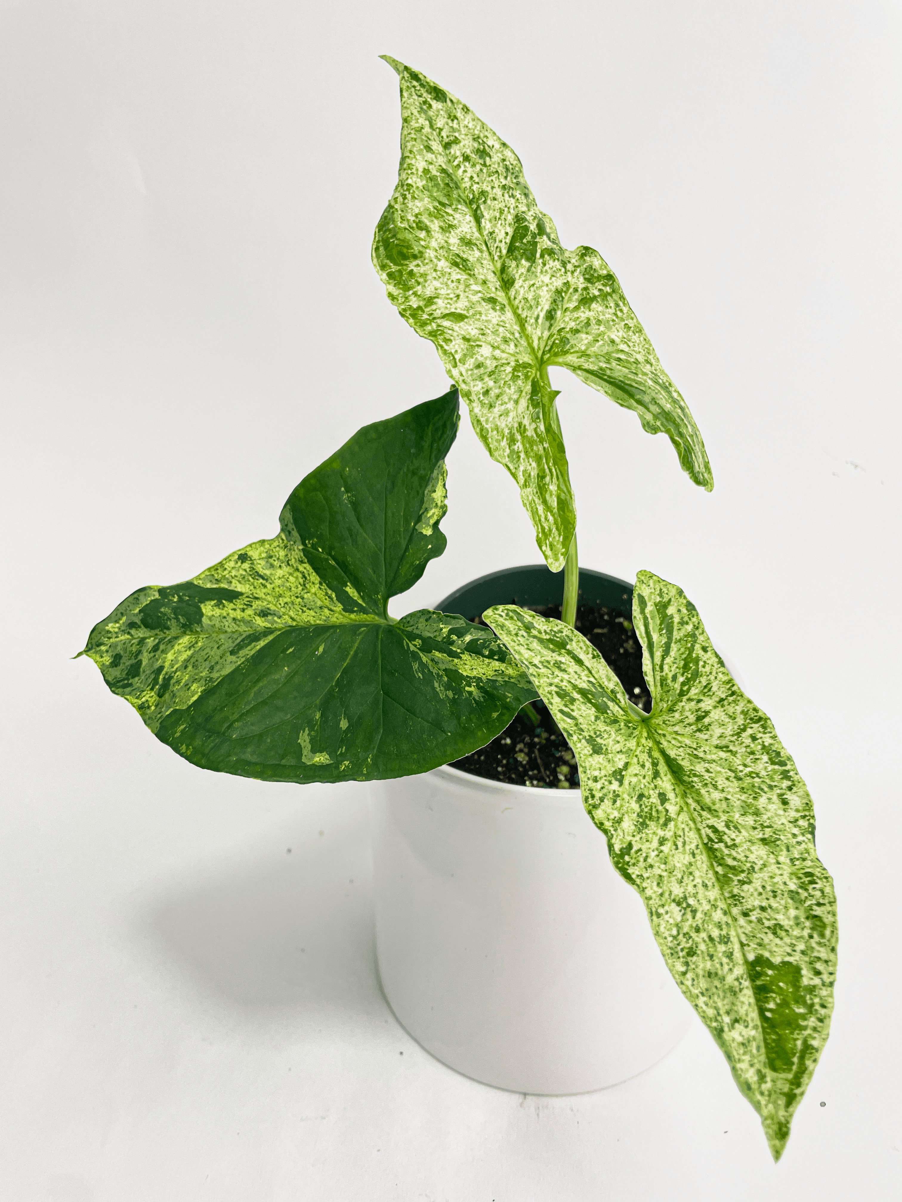 Syngonium Podophyllum 'Mojito' Hybrid | Heirloom Boulevard