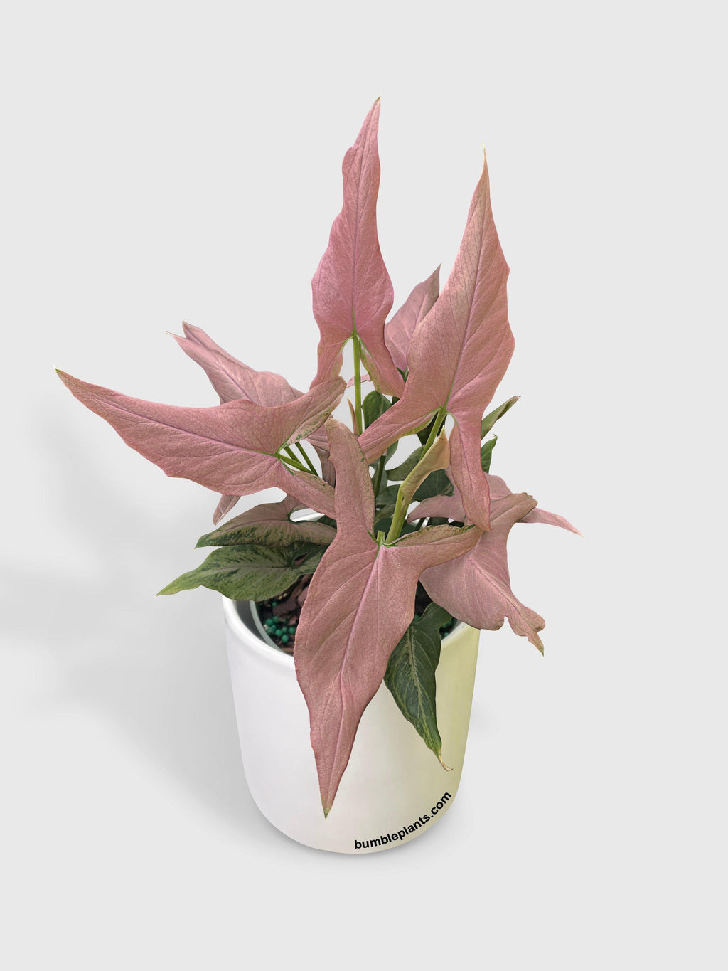 Bumble Plants Syngonium Podophyllum Arrowhead 'Mickey'