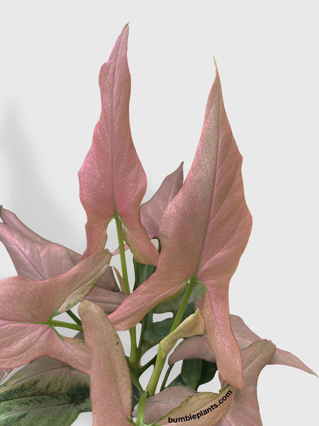 Bumble Plants Syngonium Podophyllum Arrowhead 'Mickey'
