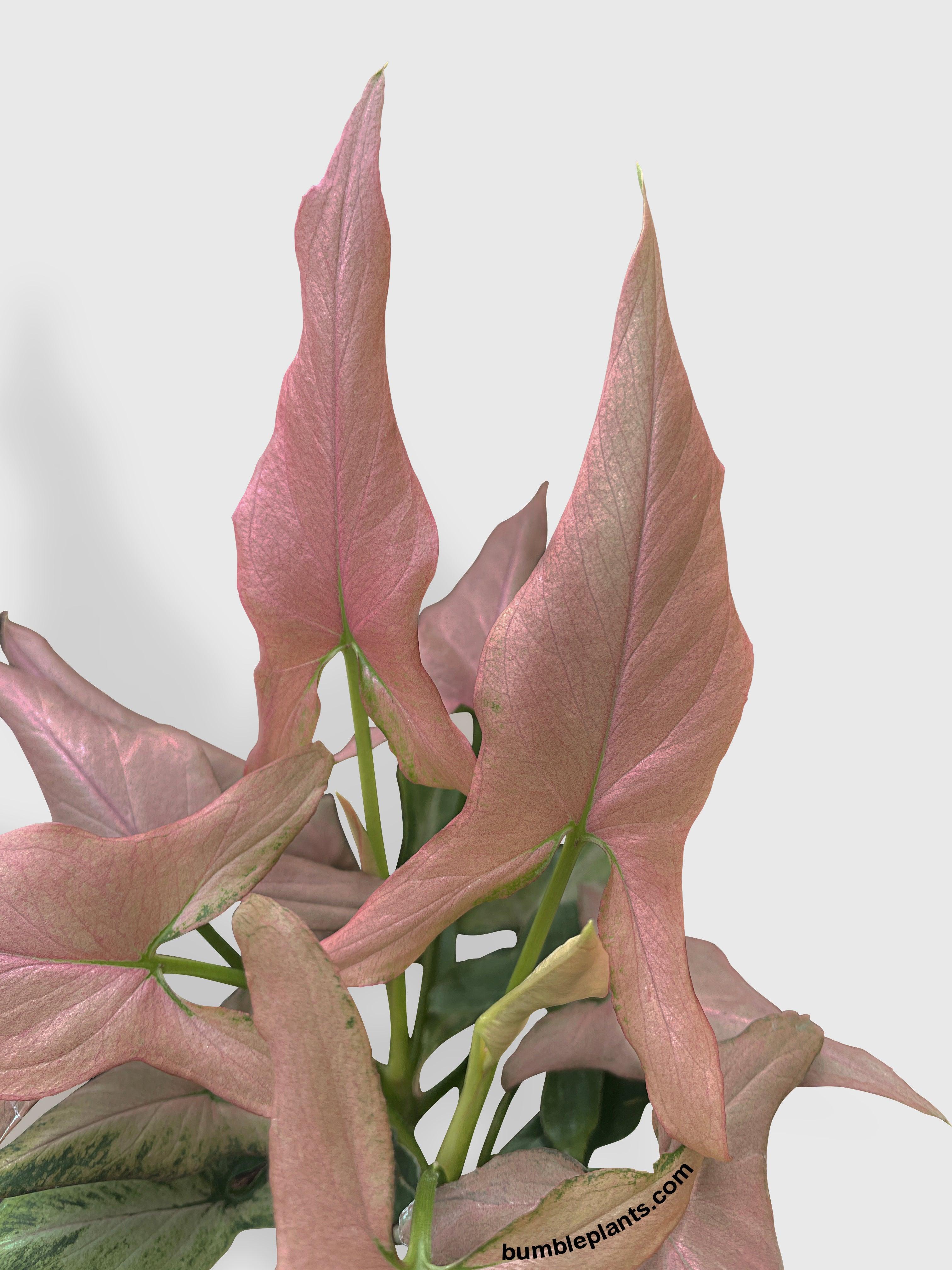 Bumble Plants Syngonium Podophyllum Arrowhead 'Mickey'