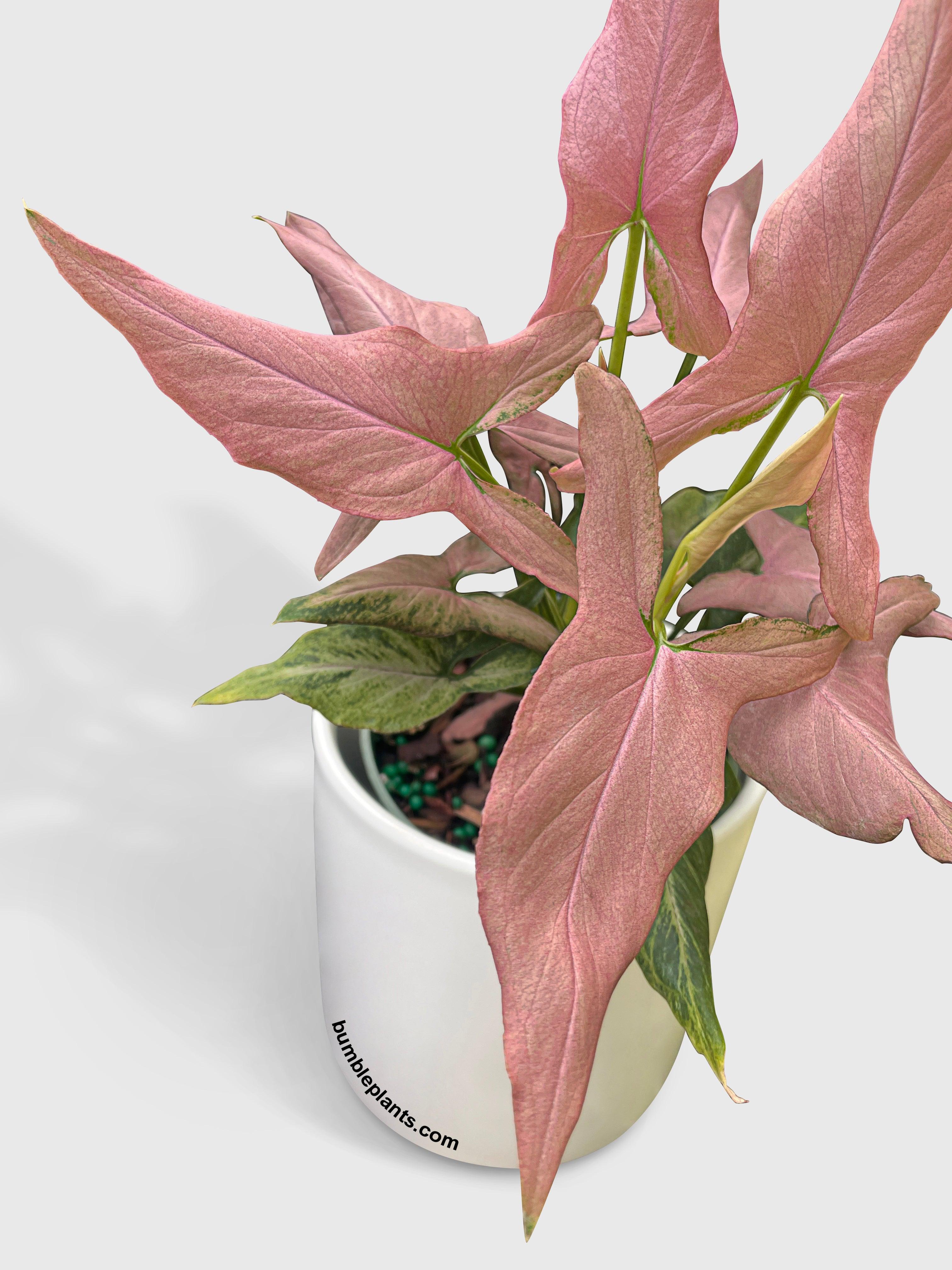 Bumble Plants Syngonium Podophyllum Arrowhead 'Mickey'