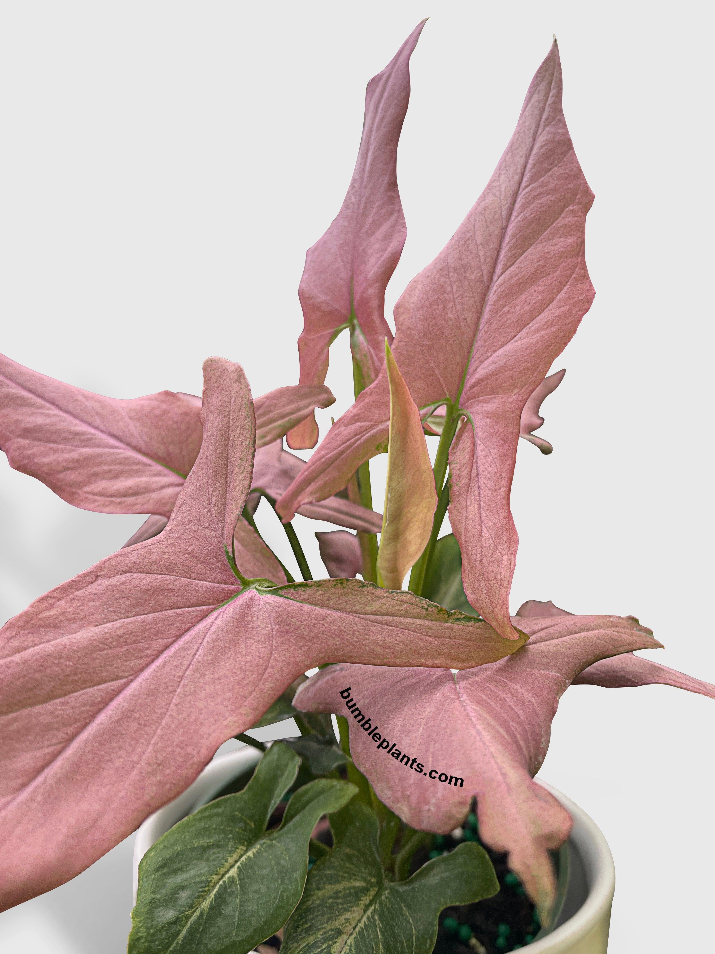 Bumble Plants Syngonium Podophyllum Arrowhead 'Mickey'