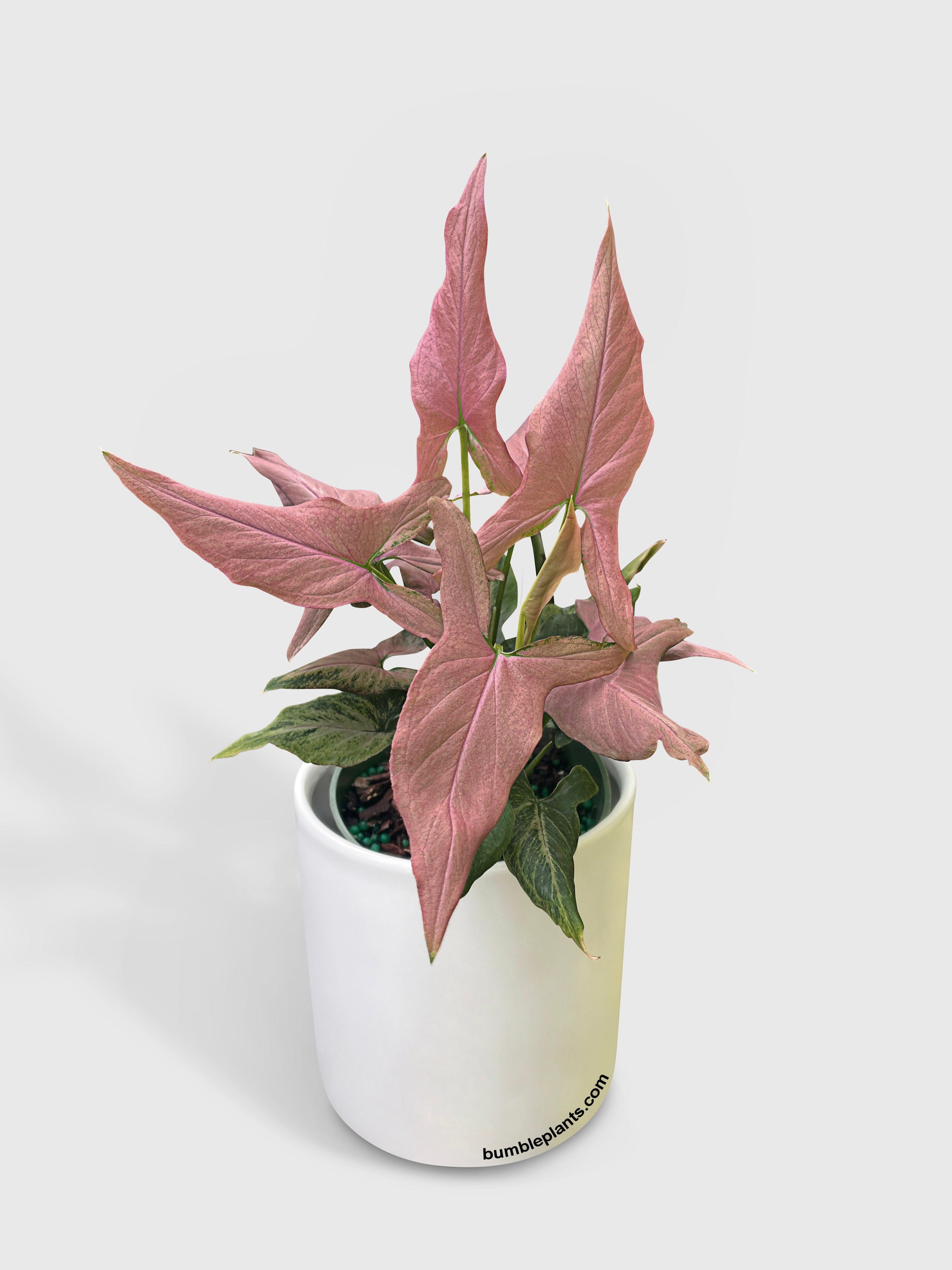 Bumble Plants Syngonium Podophyllum Arrowhead 'Mickey'