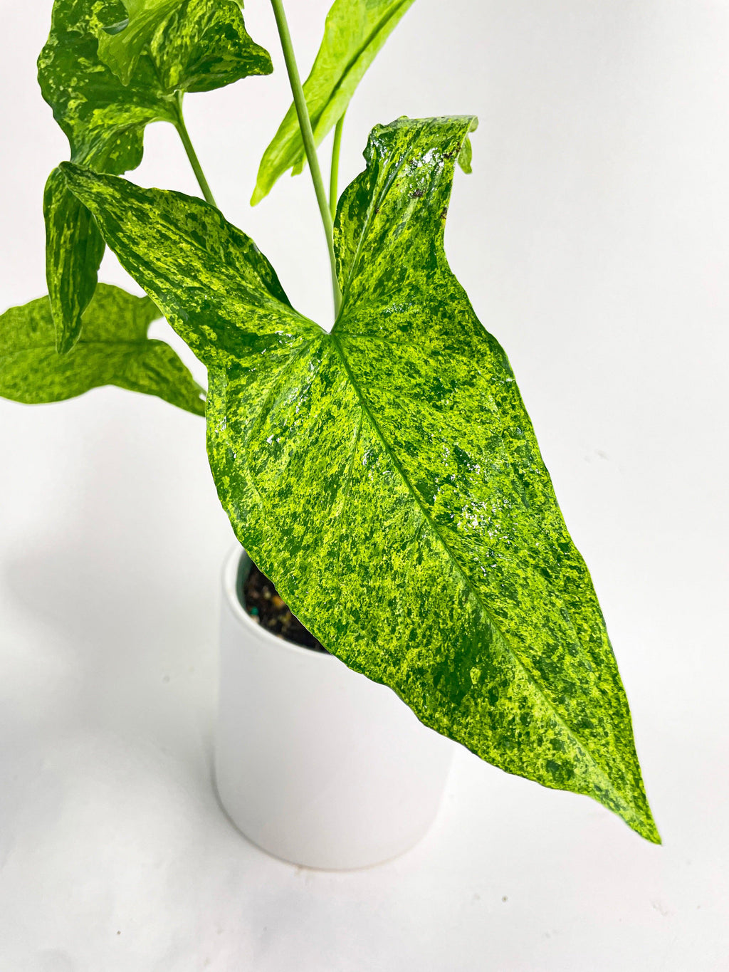 Syngonium Podophyllum 'Mojito' Hybrid | Heirloom Boulevard