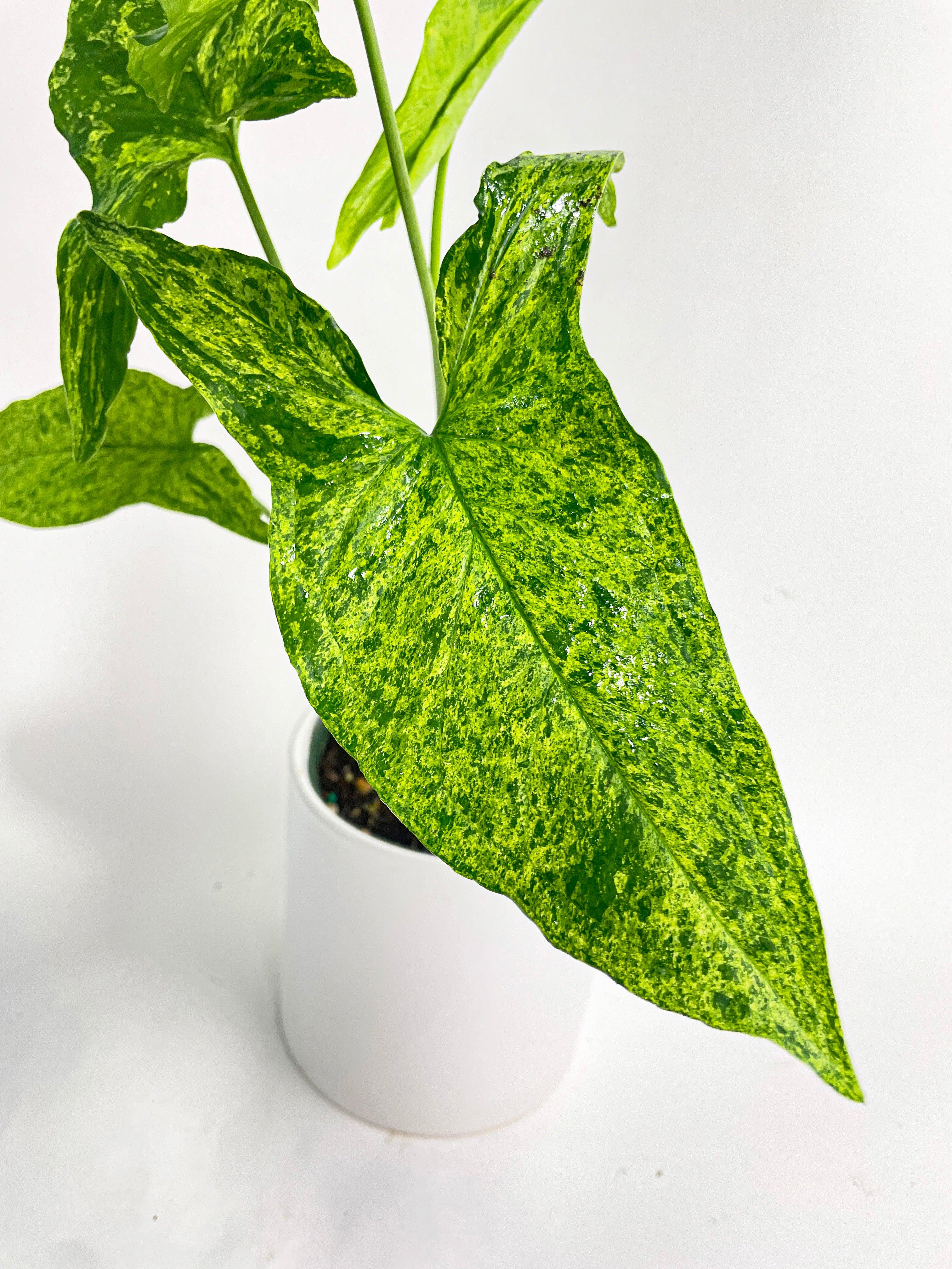 Syngonium Podophyllum 'Mojito' Hybrid | Heirloom Boulevard