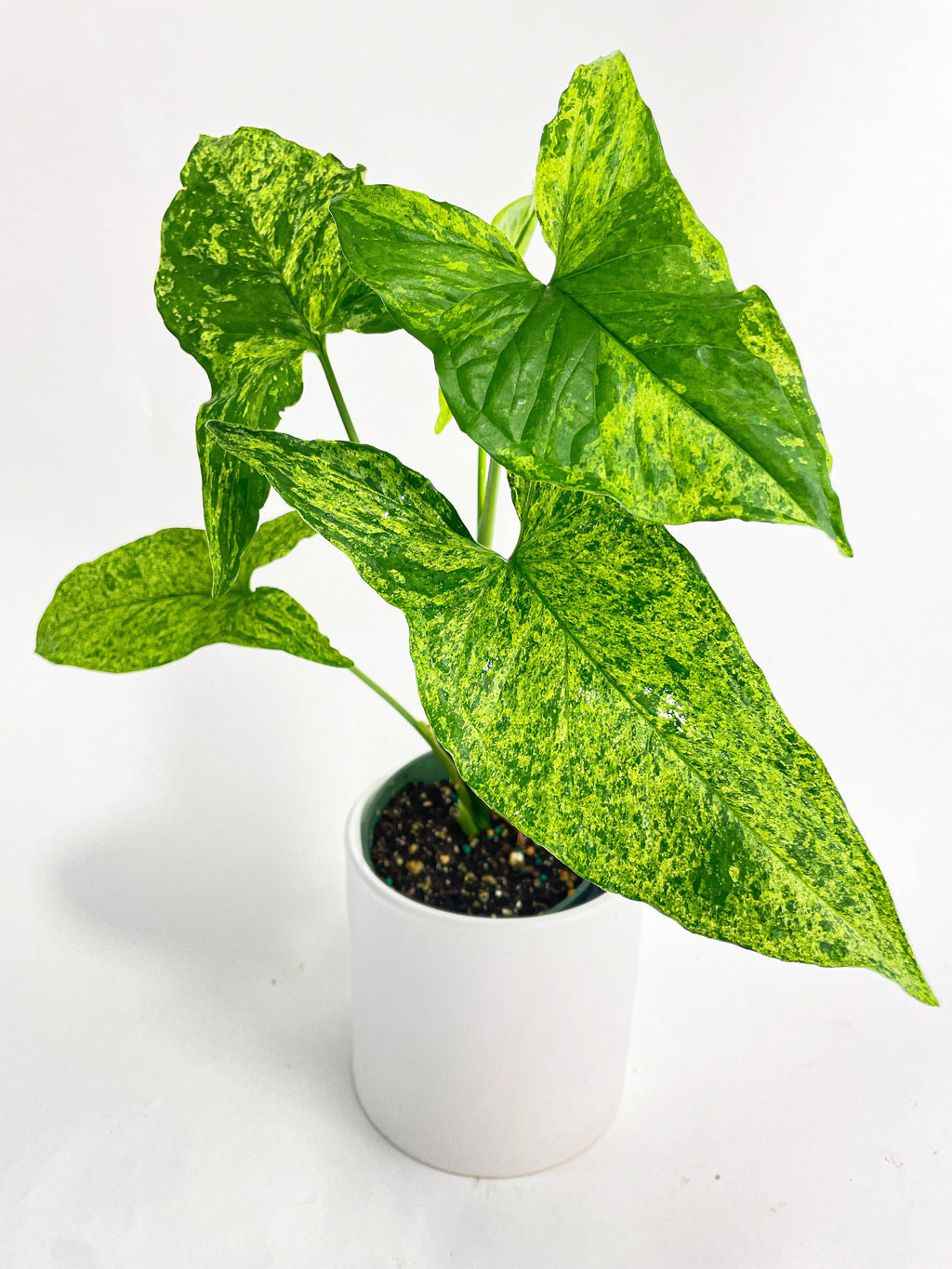 Syngonium Podophyllum 'Mojito' Hybrid | Heirloom Boulevard