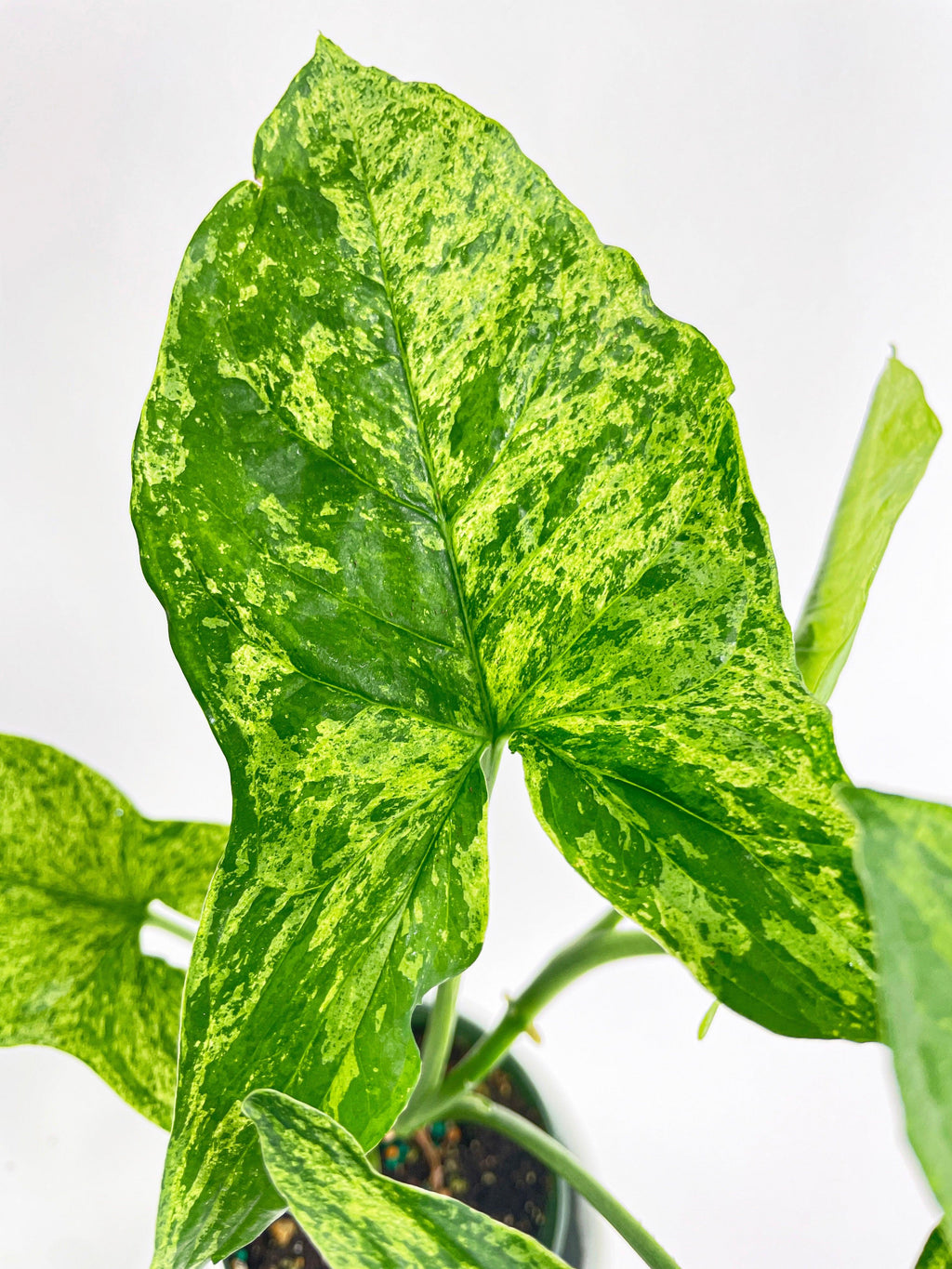Syngonium Podophyllum 'Mojito' Hybrid | Heirloom Boulevard
