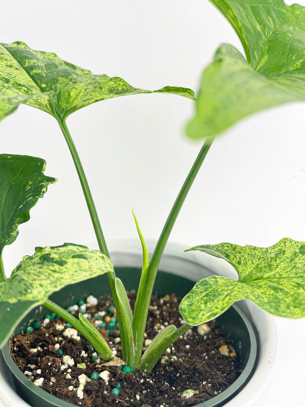 Syngonium Podophyllum 'Mojito' Hybrid | Heirloom Boulevard
