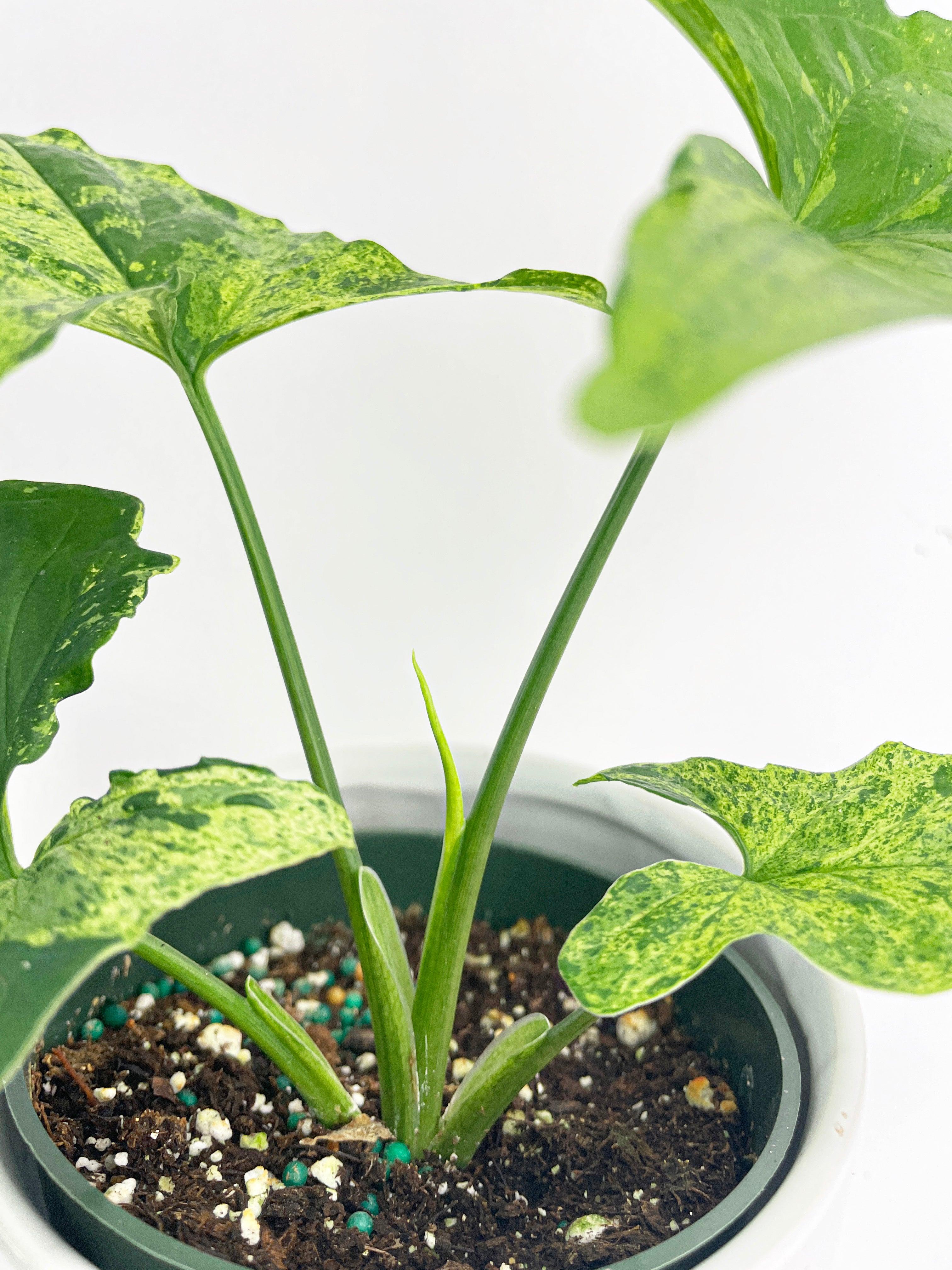 Syngonium Podophyllum 'Mojito' Hybrid | Heirloom Boulevard