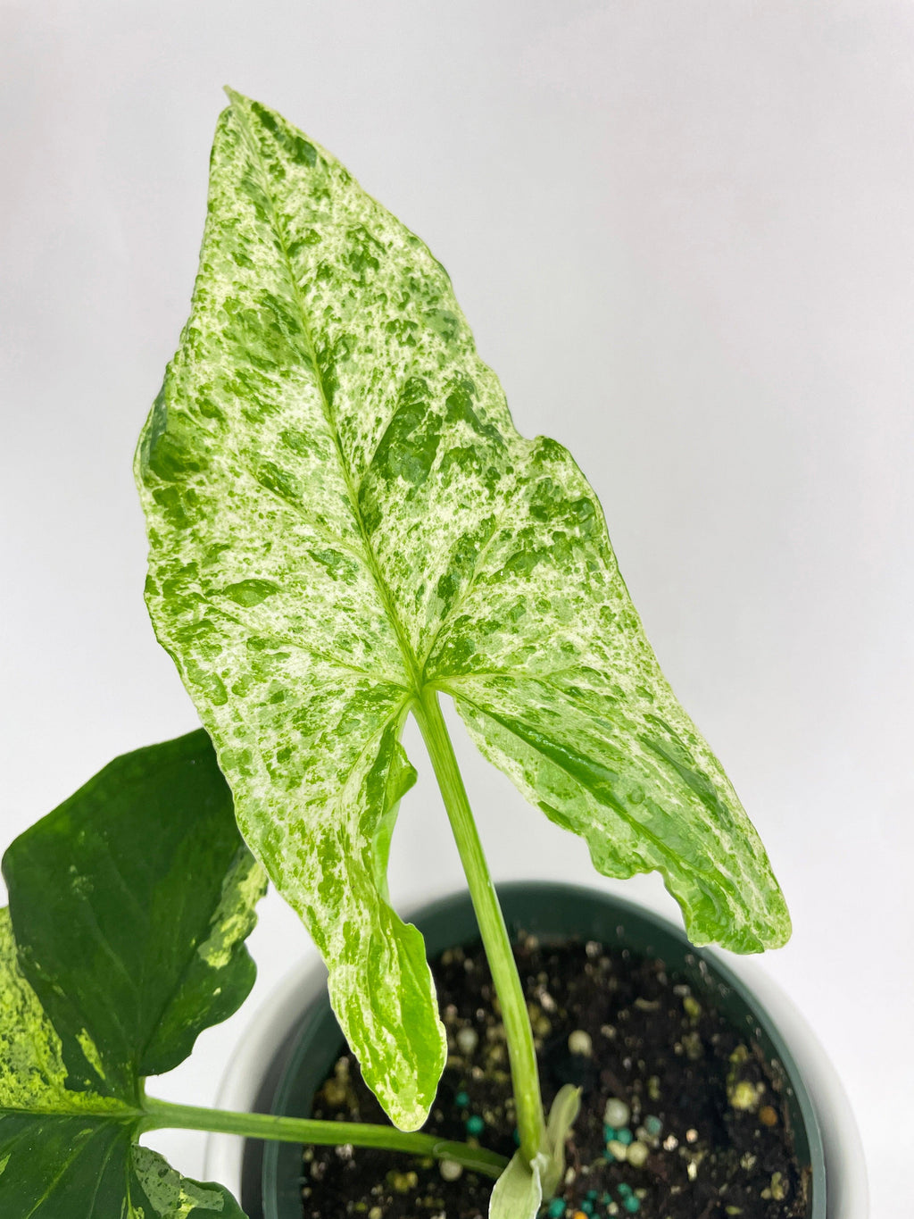 Syngonium Podophyllum 'Mojito' Hybrid | Heirloom Boulevard