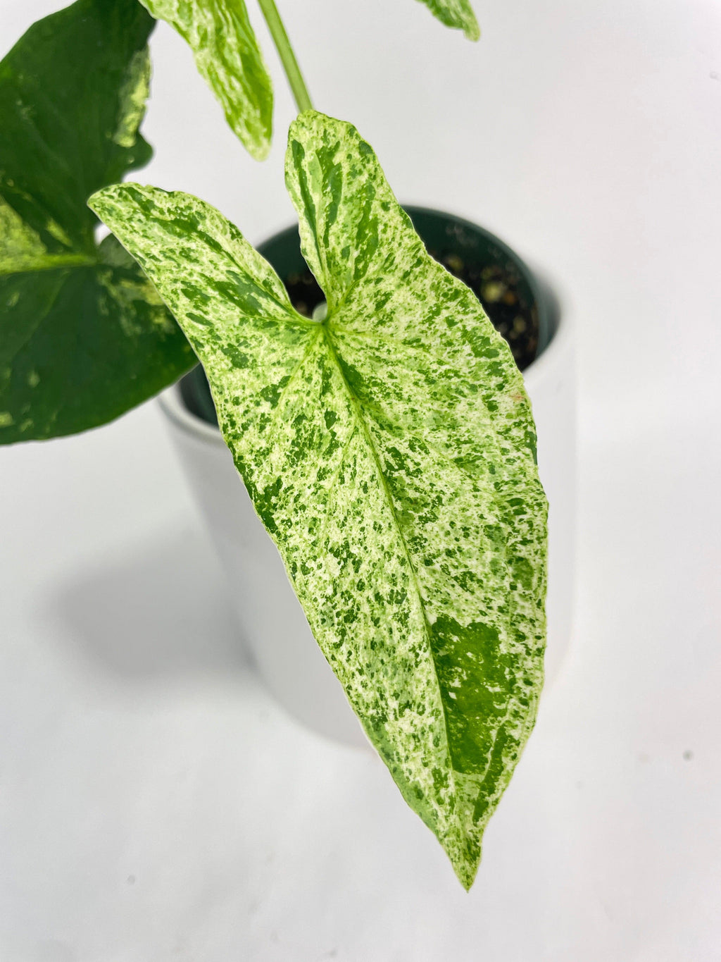 Syngonium Podophyllum 'Mojito' Hybrid | Heirloom Boulevard