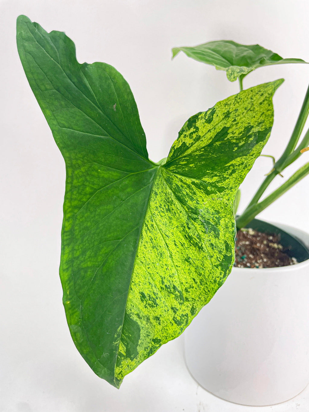 Syngonium Podophyllum 'Mojito' Hybrid | Heirloom Boulevard
