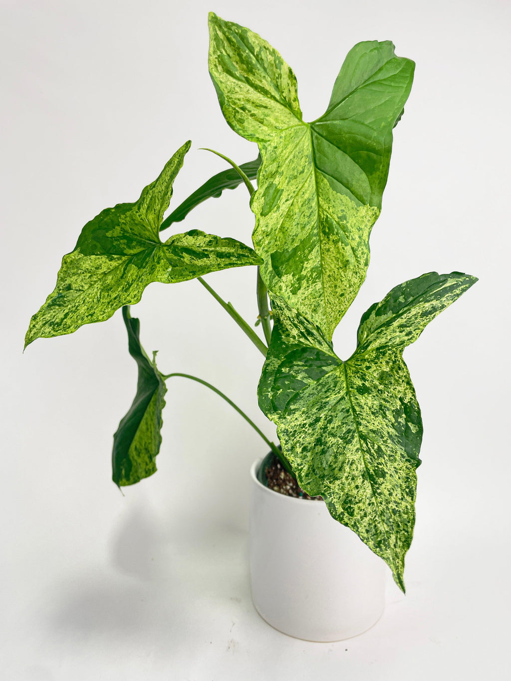 Syngonium Podophyllum 'Mojito' Hybrid Large 4" pot | Heirloom Boulevard