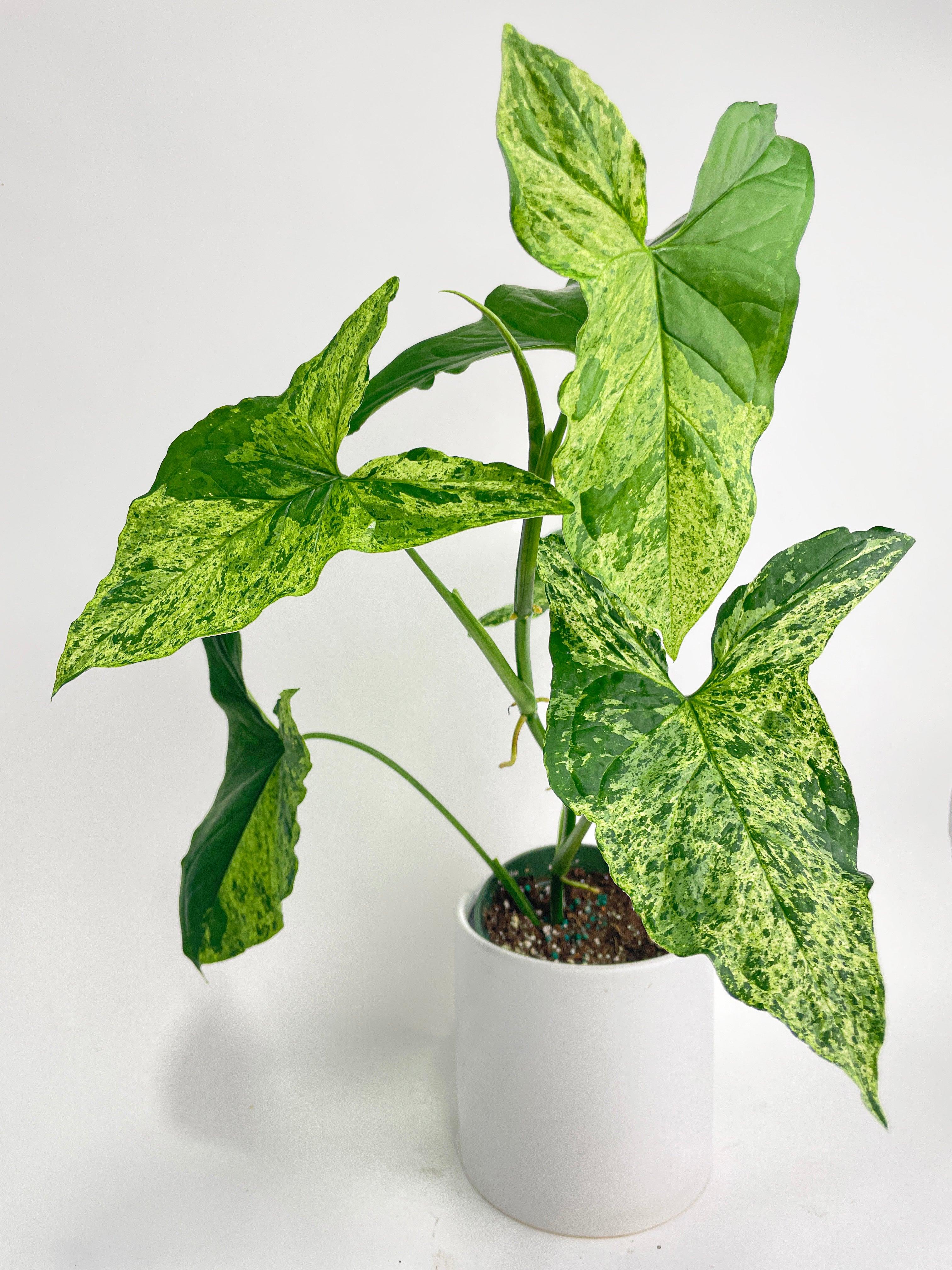 Syngonium Podophyllum 'Mojito' Hybrid | Heirloom Boulevard