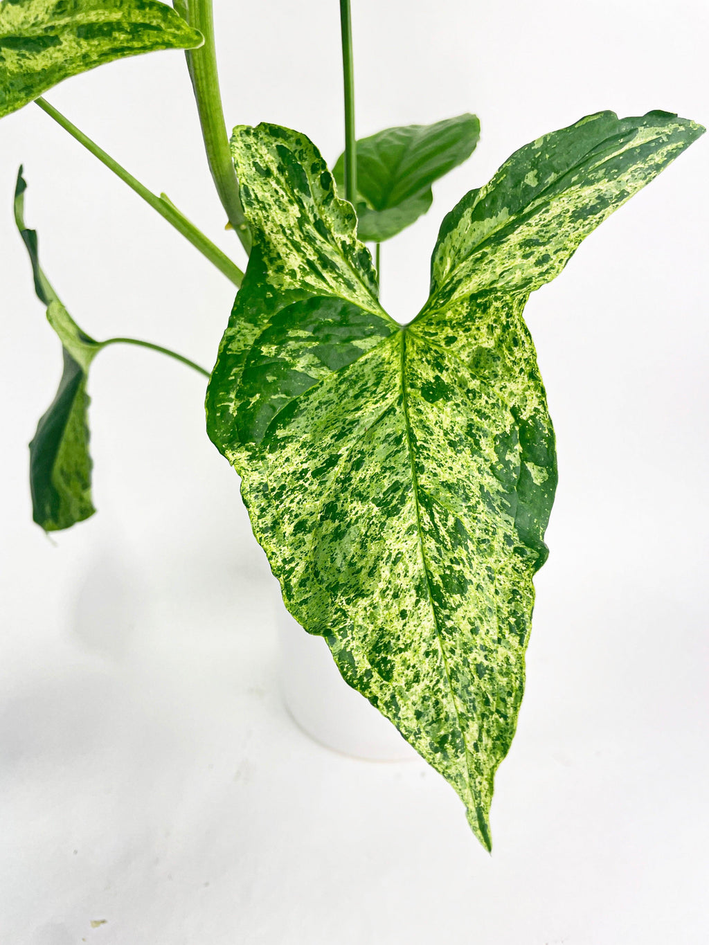 Syngonium Podophyllum 'Mojito' Hybrid | Heirloom Boulevard