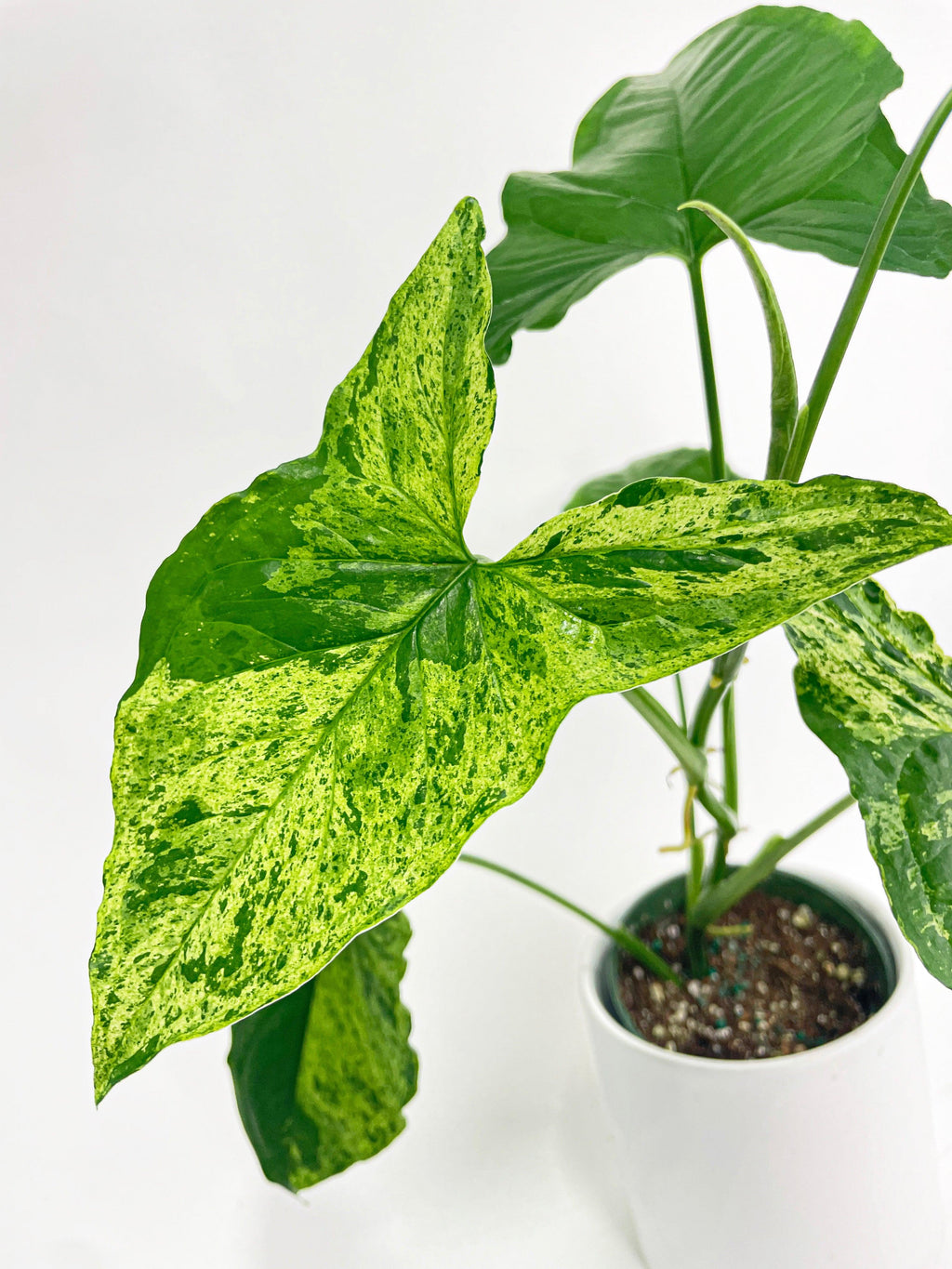 Syngonium Podophyllum 'Mojito' Hybrid | Heirloom Boulevard