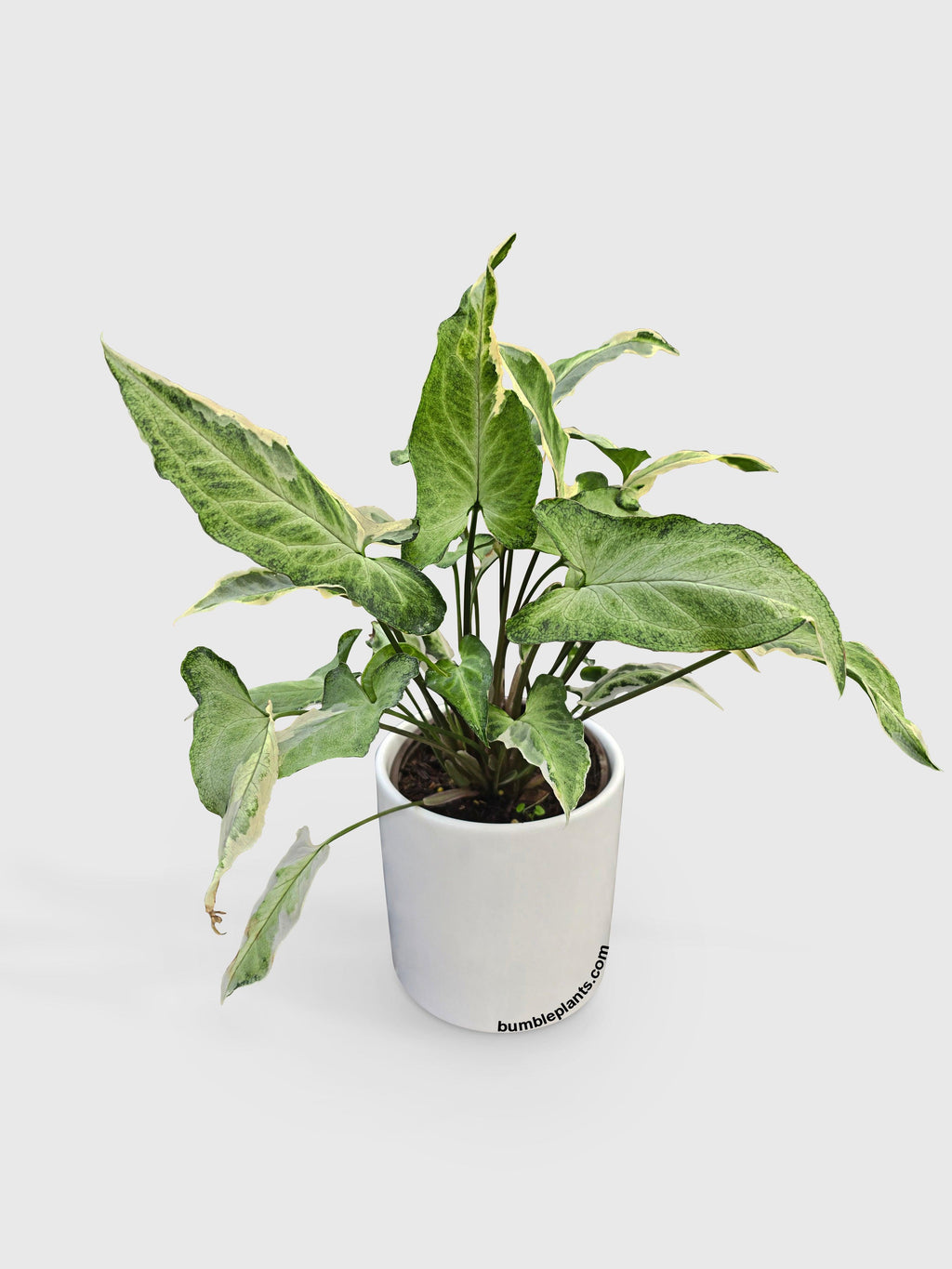 Bumble Plants Syngonium Starlite Zebrina Variegata
