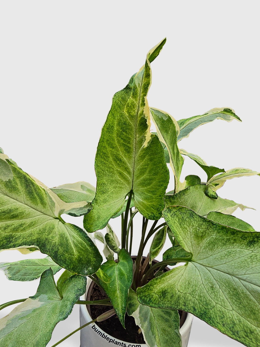 Bumble Plants Syngonium Starlite Zebrina Variegata
