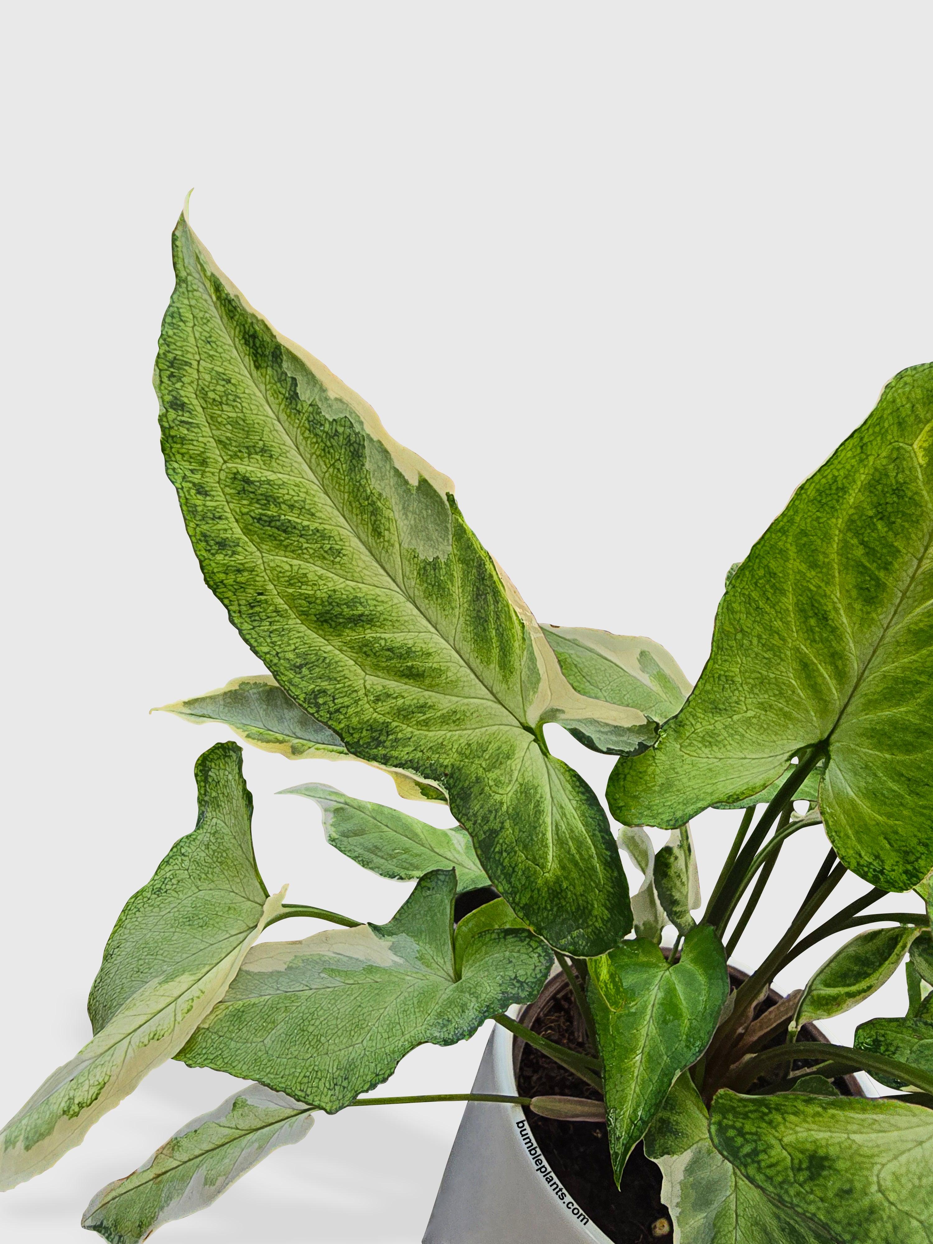 Bumble Plants Syngonium Starlite Zebrina Variegata