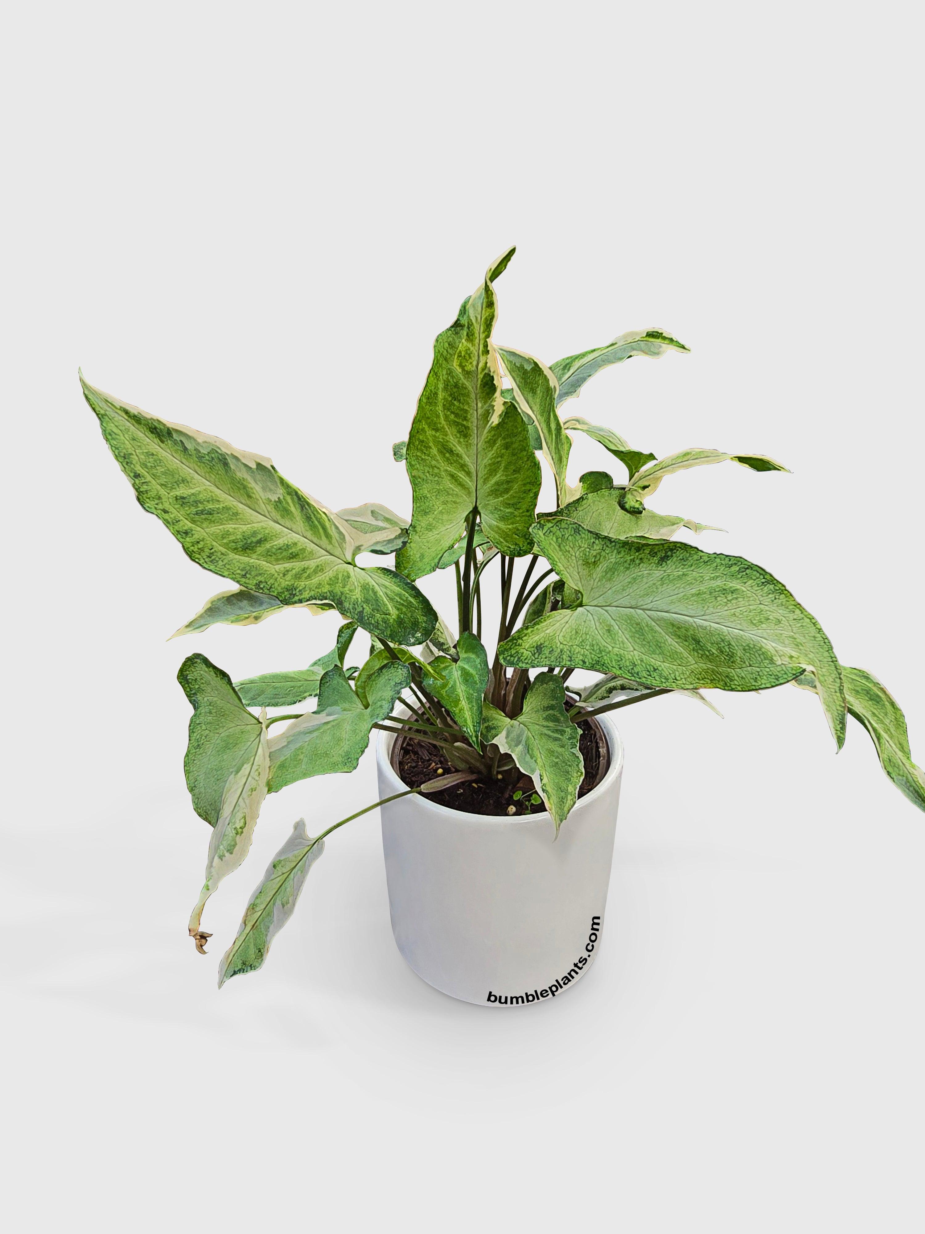 Bumble Plants Syngonium Starlite Zebrina Variegata