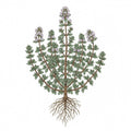 THYME Seeds | Heirloom Boulevard