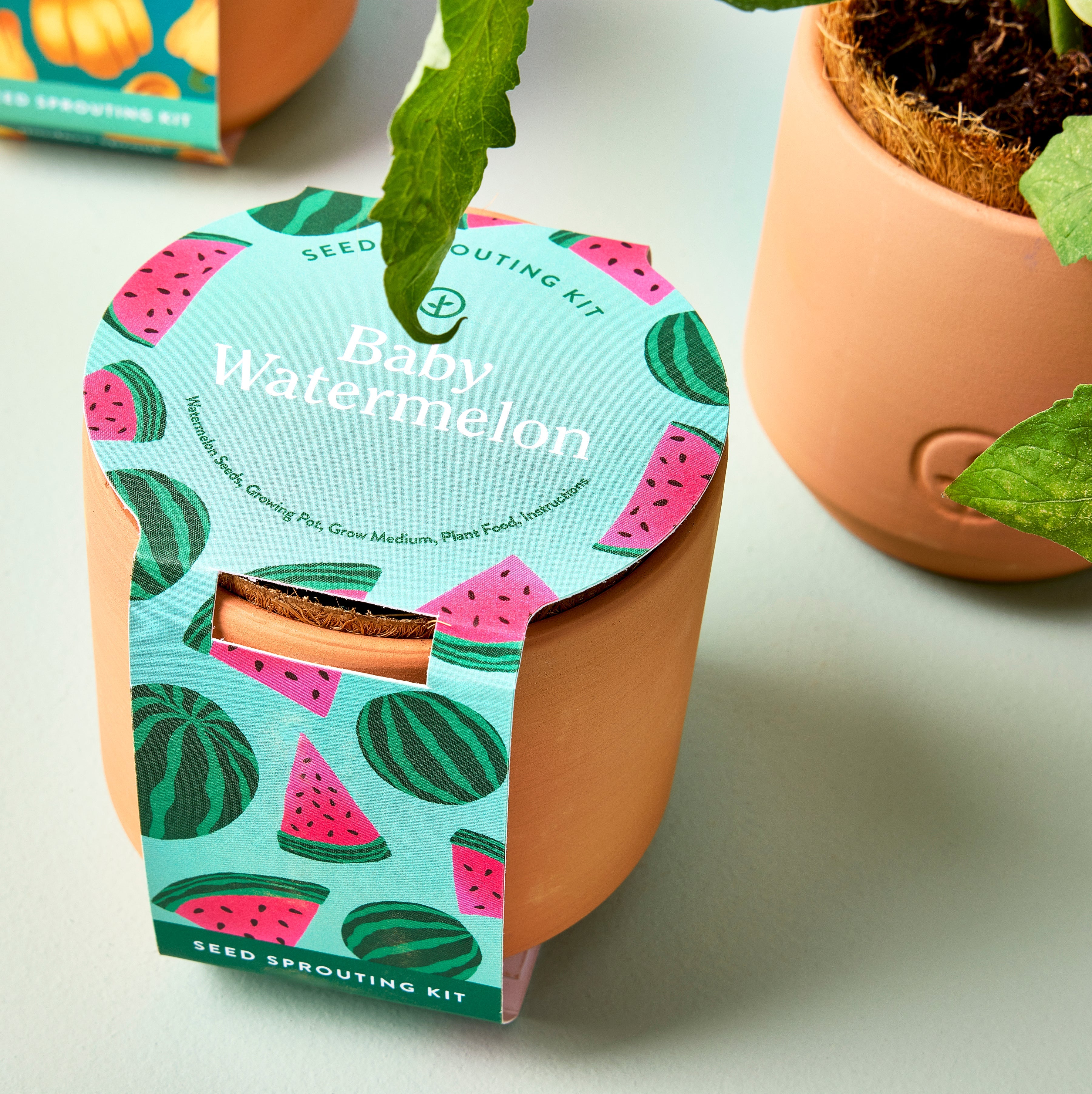 Modern Sprout Tiny Terracotta Garden Kits