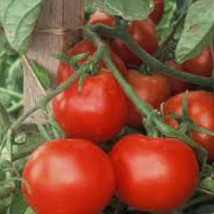 TOMATO Seeds, Beefsteak | Heirloom Boulevard