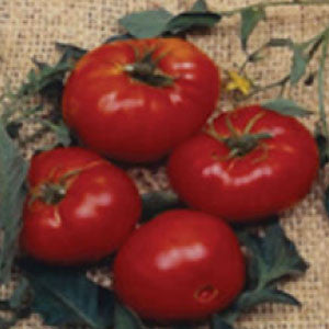 TOMATO Seeds, Brandywine Red | Heirloom Boulevard