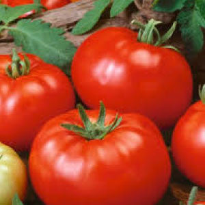 TOMATO Seeds, German Johnson | Heirloom Boulevard