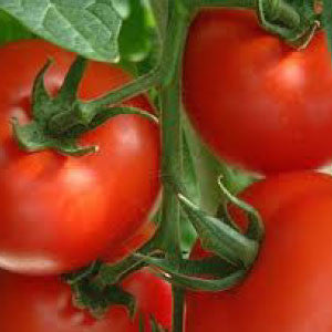 TOMATO Seeds, Rutgers | Heirloom Boulevard