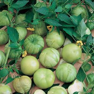 TOMATO Seeds, Tomatillo Verde | Heirloom Boulevard