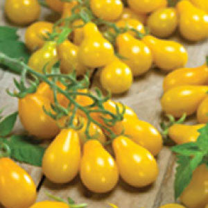 TOMATO Seeds, Yellow Pear | Heirloom Boulevard