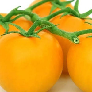 TOMATO Seeds, Yellow Plum | Heirloom Boulevard