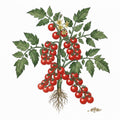 TOMATO Seeds, Red Cherry (Large) | Heirloom Boulevard