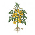 TOMATO Seeds, Yellow Pear | Heirloom Boulevard