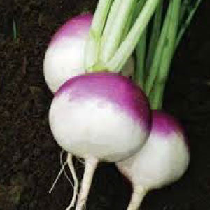 TURNIP Seeds, Purple Top White Globe | Heirloom Boulevard