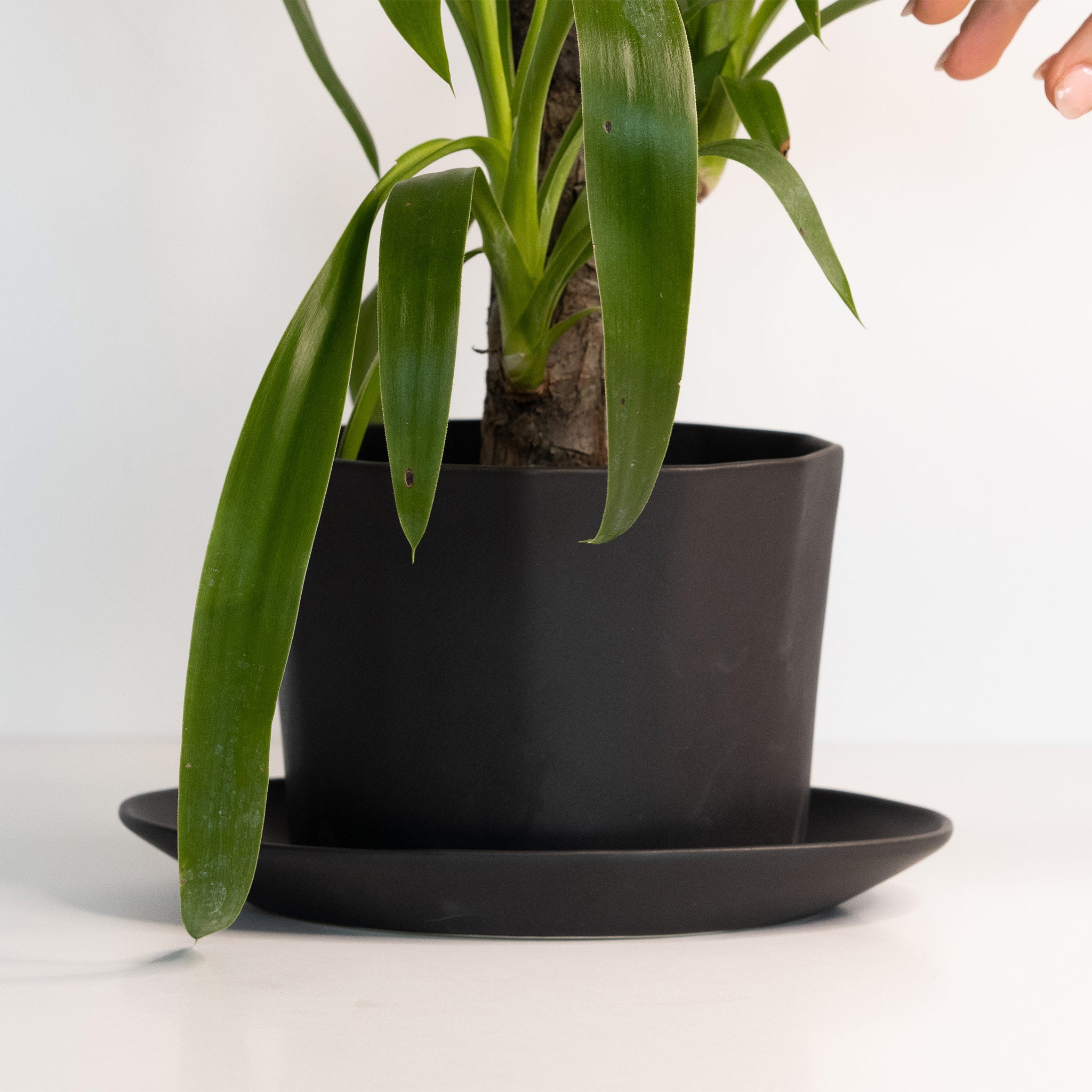 Geometric Oval Handmade Porcelain Planter Ember Collective | Heirloom Boulevard
