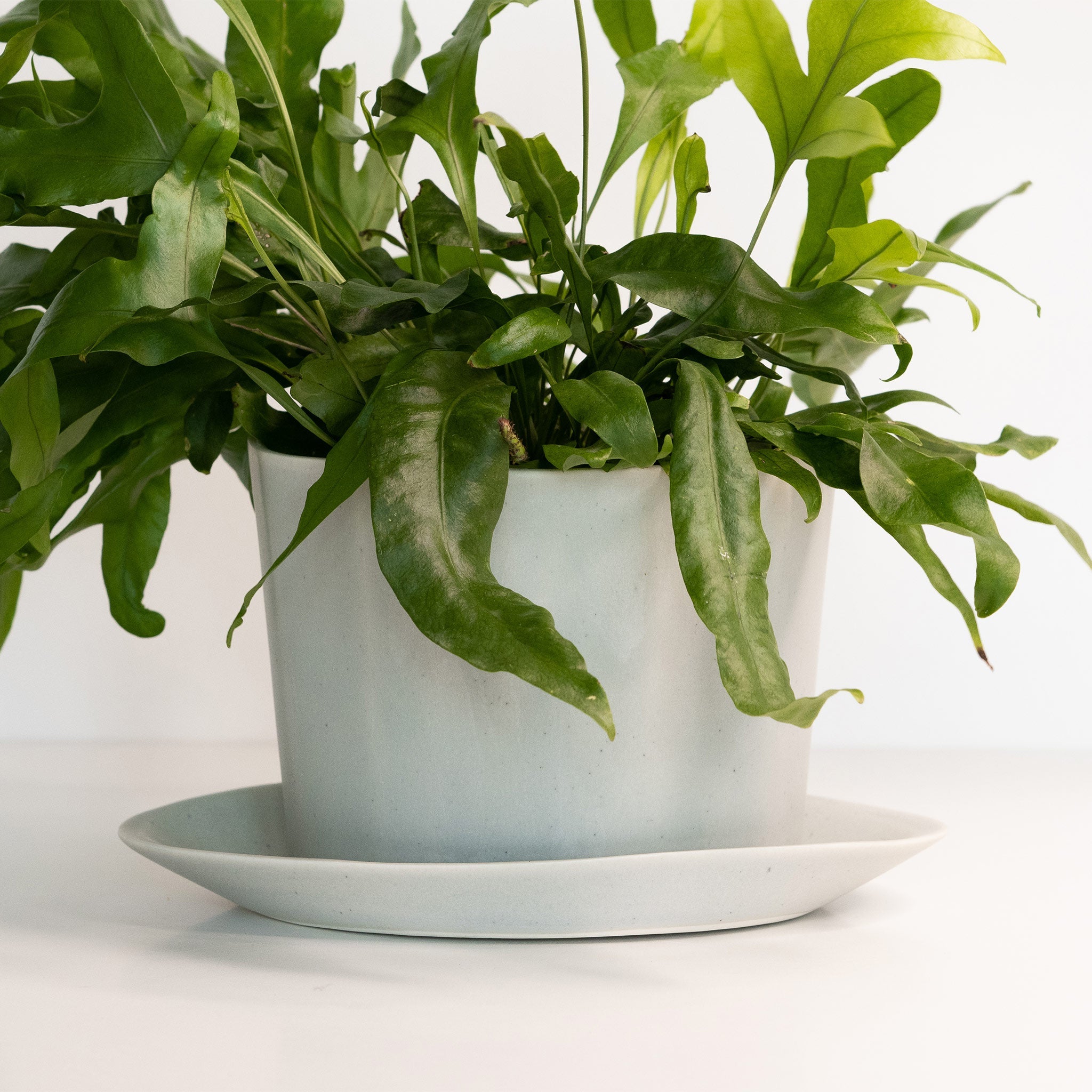 Geometric Oval Handmade Porcelain Planter Ember Collective | Heirloom Boulevard