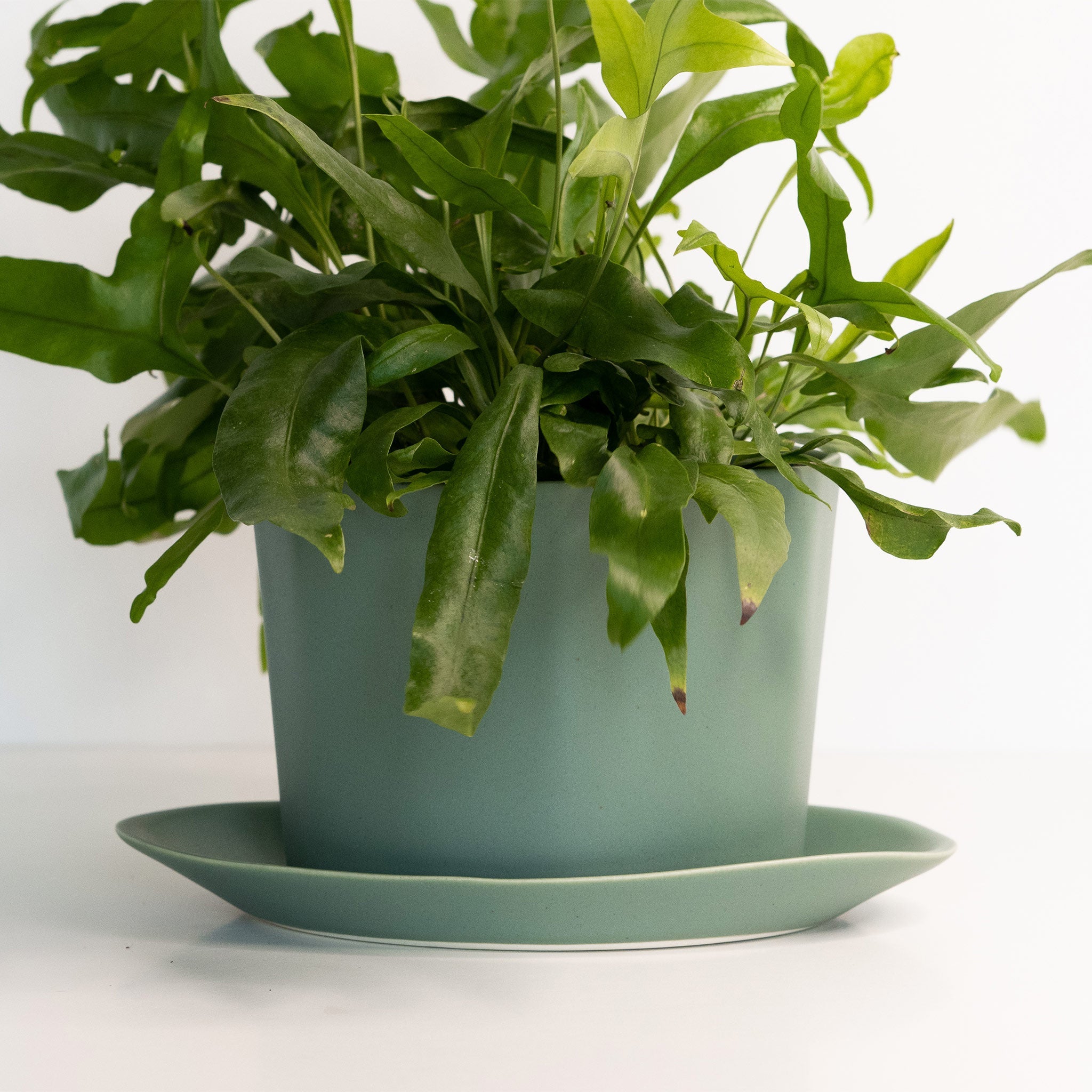 Geometric Oval Handmade Porcelain Planter Ember Collective | Heirloom Boulevard