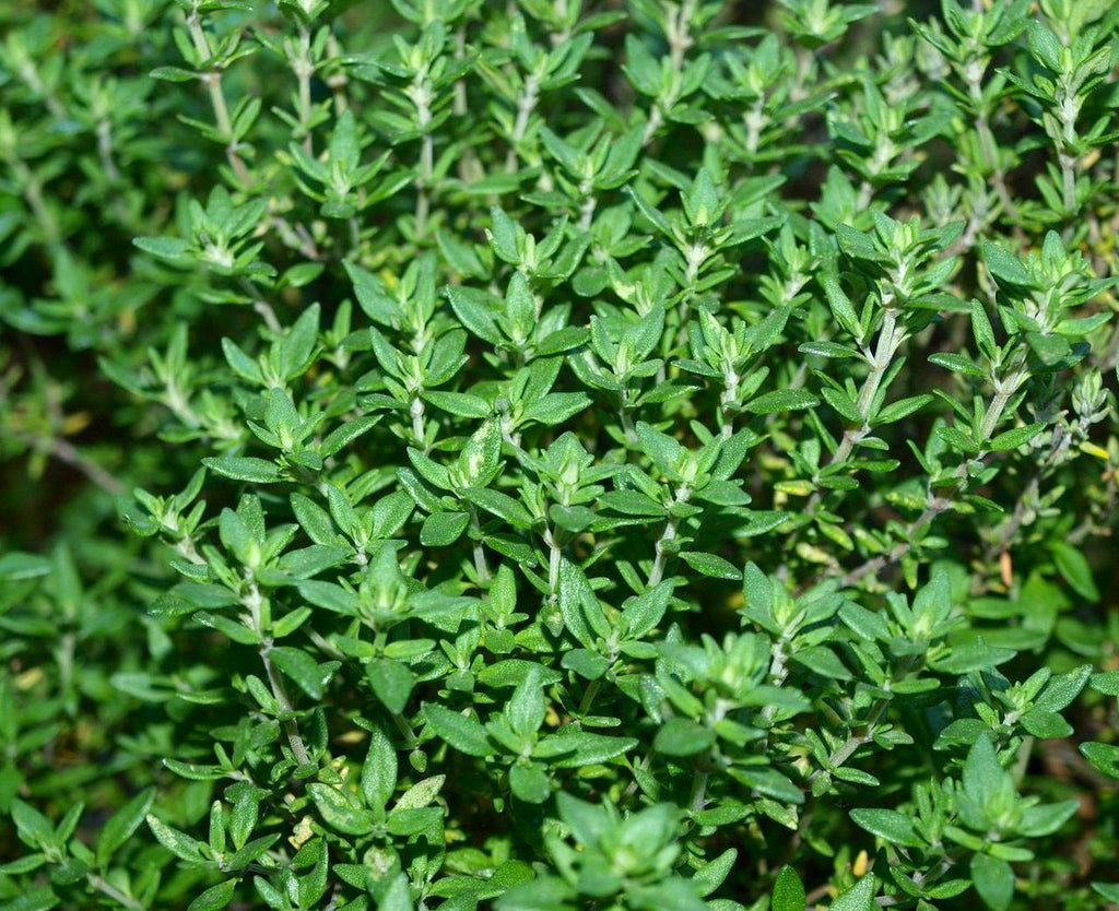 Seattle Seed Company Thyme | Heirloom Boulevard