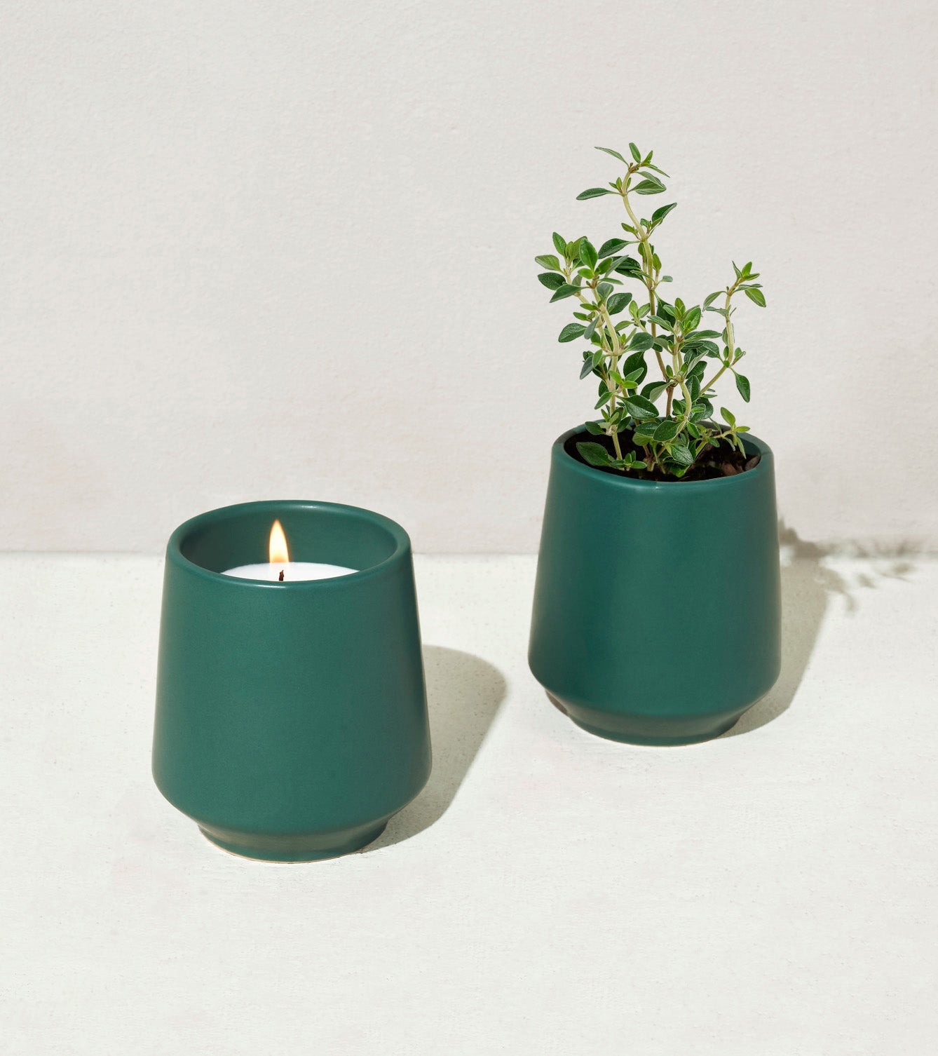 Modern Sprout Rooted Candles