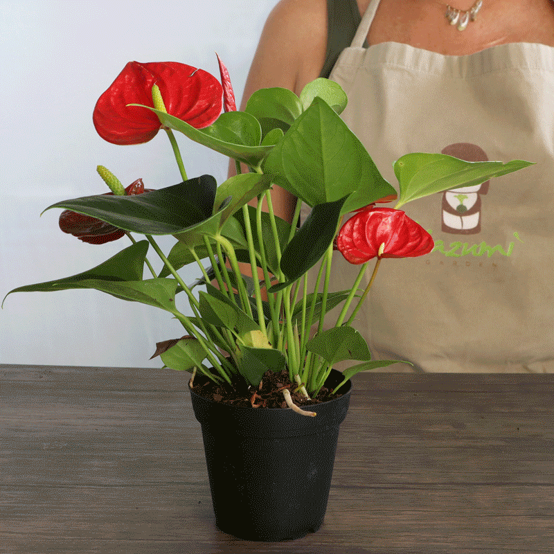 Kazumi Garden Aglaonema Pink | Moss Ball Kokedamas | Heirloom Boulevard