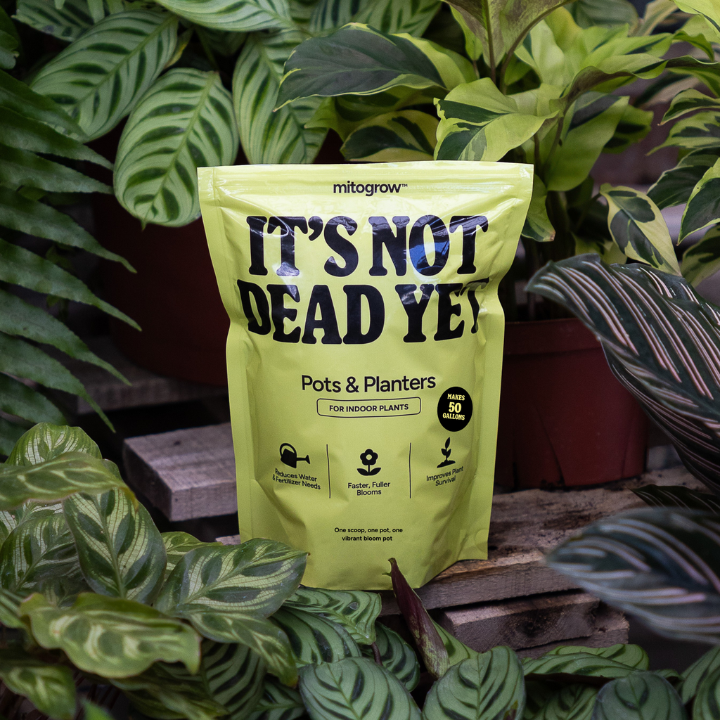 MitoGrow Pots & Planters | Heirloom Boulevard