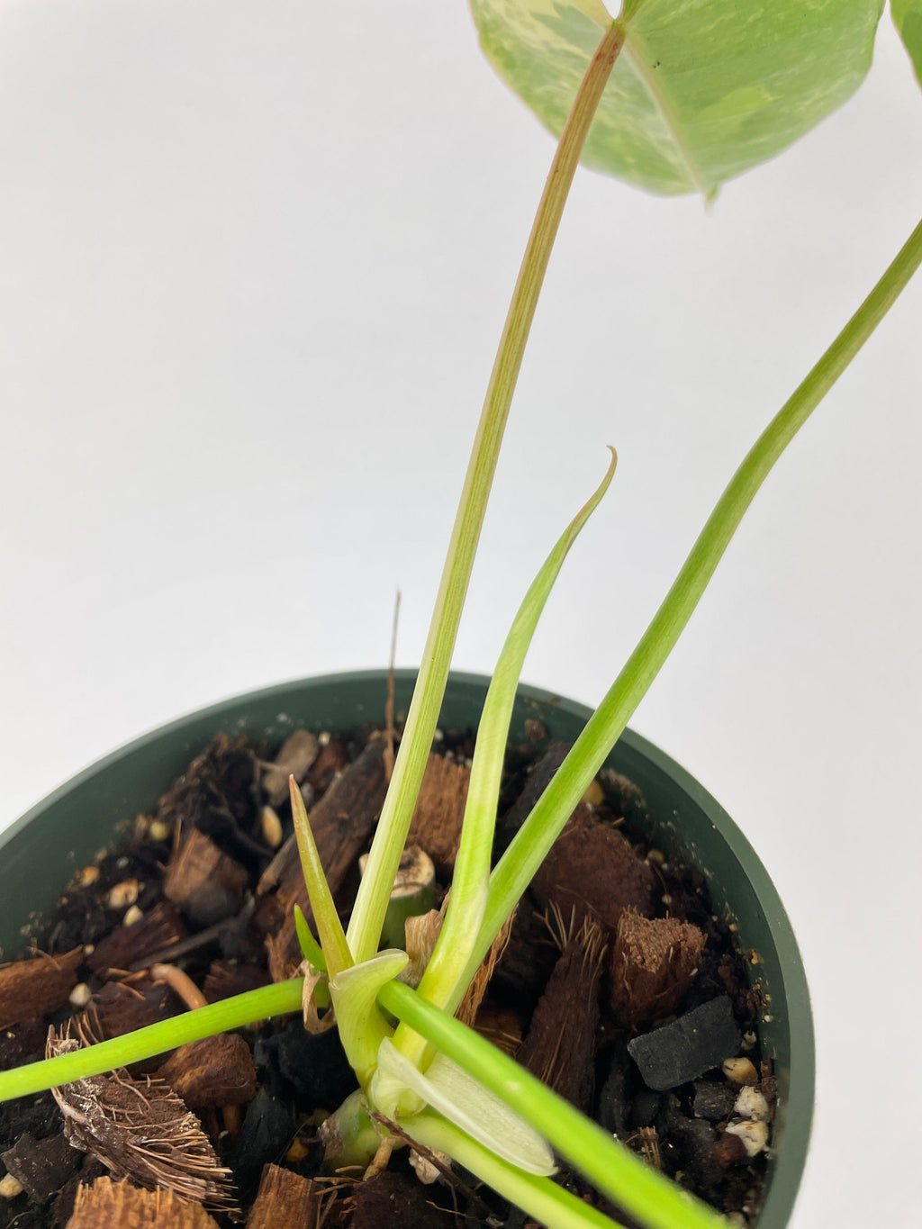 Variegated Philodendron Burle Marx | Heirloom Boulevard