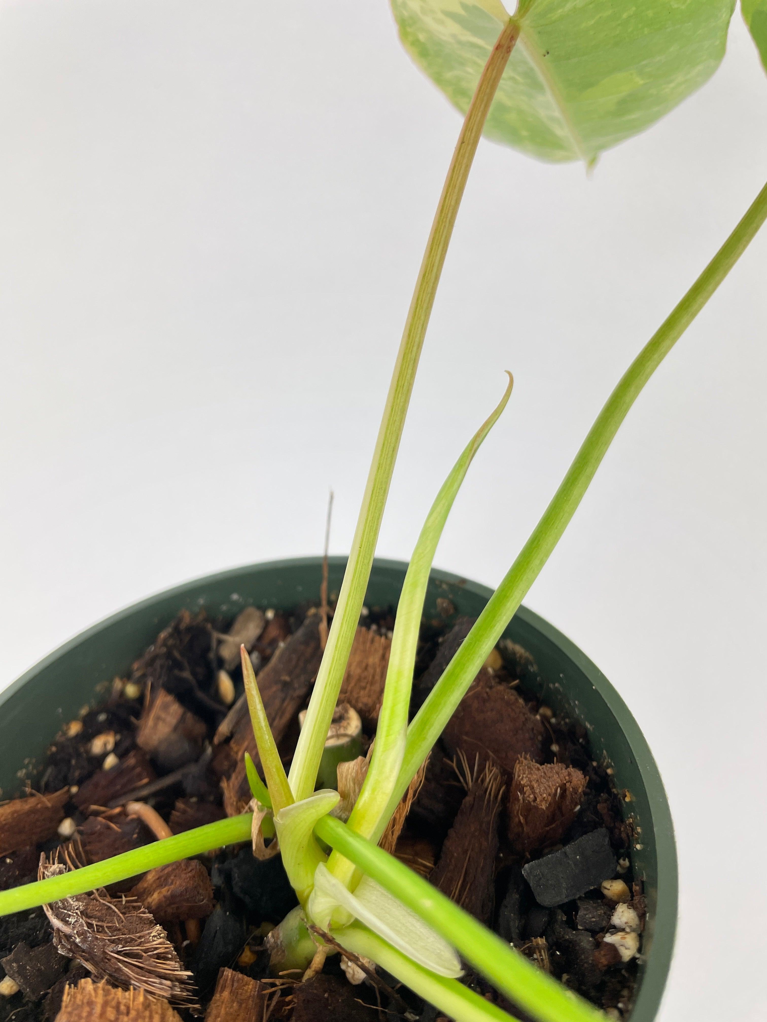 Variegated Philodendron Burle Marx | Heirloom Boulevard
